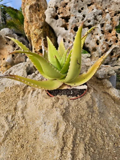 Aloe Secundiflora