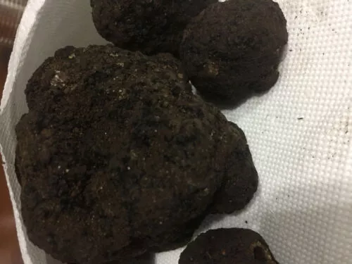 Truffe Noir MESENTERICO Bagnoli Irpino Cool Mature 1 KG Mélange Tireur Top 3