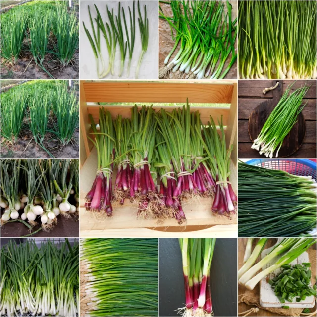 BUNCHING ONION Heirloom Mix 100+ Seeds WINTER vegetable garden shallots spring