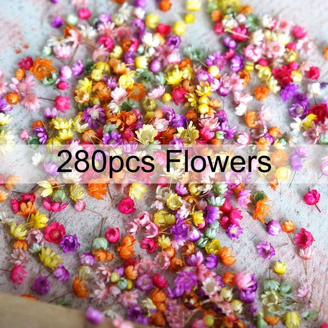 Juego de Flores Secas Reales Arte Artesanía Resina Epoxi Velas Vidrio Kit Joyería -
