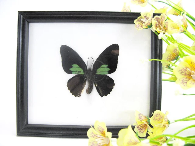 Nice butterfly - beautiful real butterfly prepared - framed- museum quality