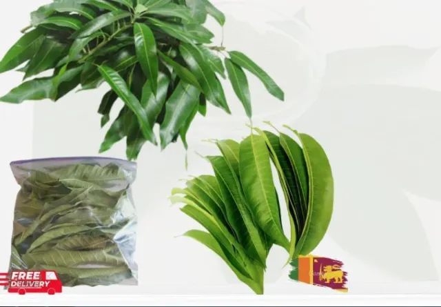 Más de 100 hojas secas de mango 100% puro ORGÁNICO té de hierbas natural casero