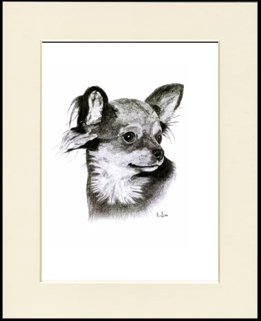 Chihuahua Lovely Long Coated Dog Head Study Sketch Print Mounted Ready To Frame