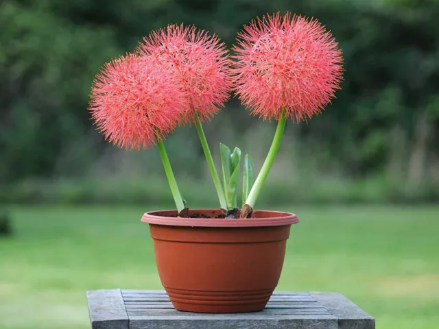 Scadoxus Multiflorus Fireball Lily Rarely offered. Bright red flower heads