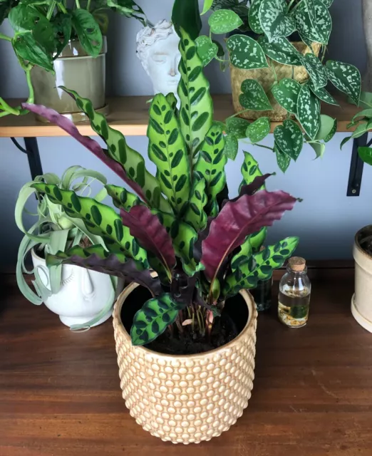 Calathea lancifolia - Rattlesnake Office House plant in 7cm pot