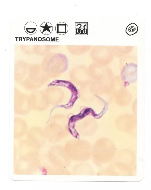 Fiche - Le livre de Paris - 1975 - Trypanosome