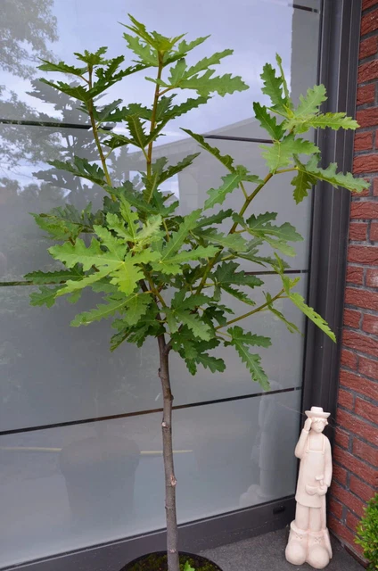 10 Stecklinge vom Feigenbaum (Ficus afghanistanica) zu 30 % Rabatt