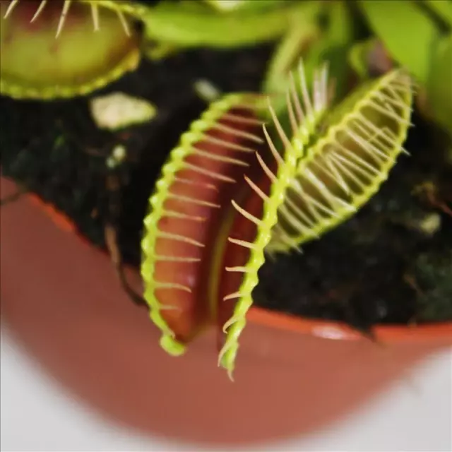 Exotenherz - Venusfliegenfalle - Dionaea muscipula - 9cm Topf 3