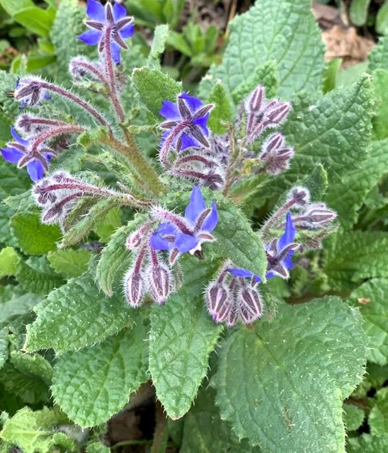 Semi Di Borragine (Borago Officinalis) - 50 Semi, Non Ibridi