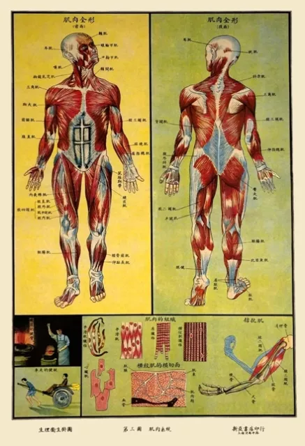 1930'S Chinese Medical Chart Of Human Muscle Anatomy A3 Poster Art Print