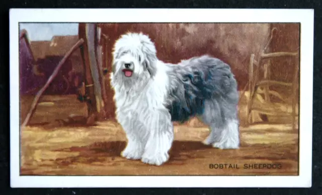 OLD ENGLISH SHEEPDOG  Bobtail   Vintage 1936 Illustrated Card  CD10M