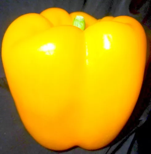**50 + Giant Sweet Solid Flesh Yellow Bell Pepper Seeds 4" Tall 3 - 4" Inch Wide