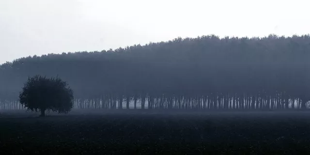 Quadro Paesaggio Bosco Alberi Autunno Stampa su Mdf o Tela Swarovski Pannello