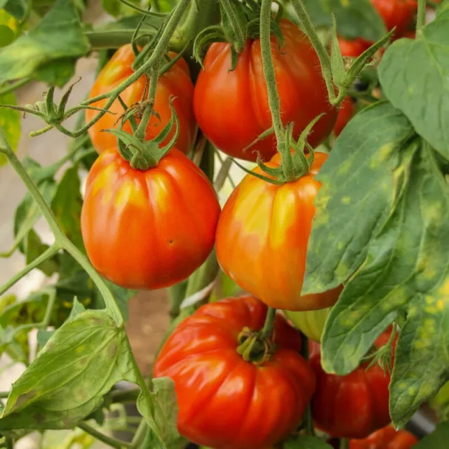 100 graines de Tomate BIO Cotelé Marmande semence paysanne Agriculture Biologiqu
