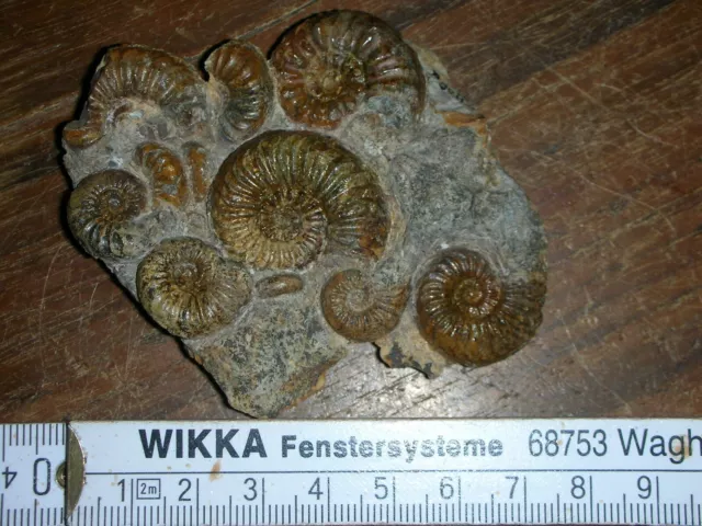 fossilien tierfossilien  pleuroceras Lias