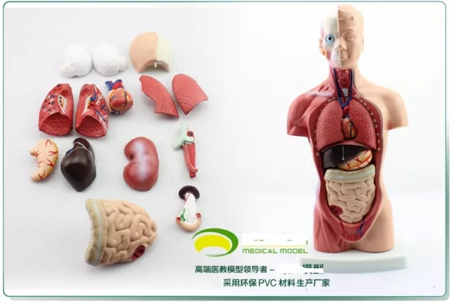 Rs human 26CM Anatomy Model transparent trunk Torso with visceral (15 pc) Teach
