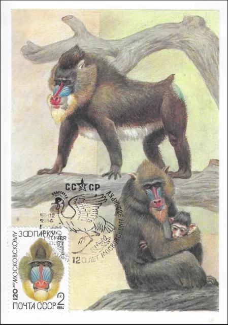 Monkey Ape Mandrill Babuino Mandrilo Esfinge Vida Silvestre Rusia Como Nuevo FDC Maxi 1984