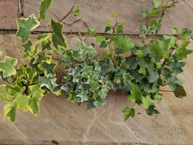 3x  Mixed Hedera Ivy Plant In 8.5cm pot