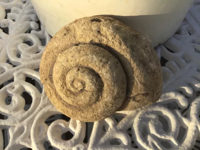 Gastropod Shell Fossil  102 mm x 80 mm = 400 grams