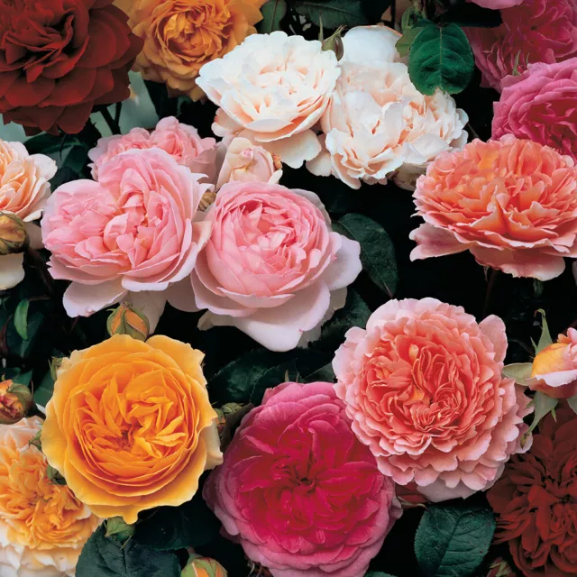 Mixed Colour Classic English Shrub Rose Collection 5 Bare Root Bushes