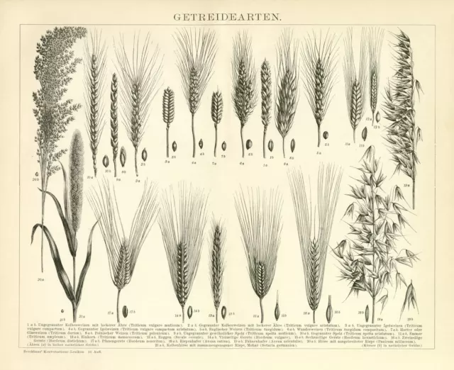 Getreide 21 Arten Weizen Hirse Hafer historische Bildtafel Holzstich ca. 1892