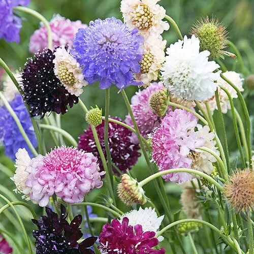 SCABIOSA TALL DOUBLE FLOWERED MIXED 25/50 seeds PINCUSHION Cottage Bees FAST