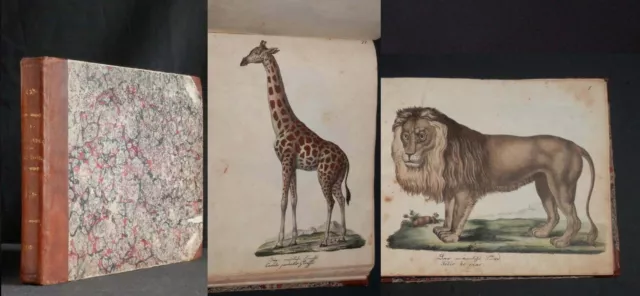 STRACK Naturgeschichte 1828 1. Lief: Säugetiere 84 kolorierte Tafeln Zoologie
