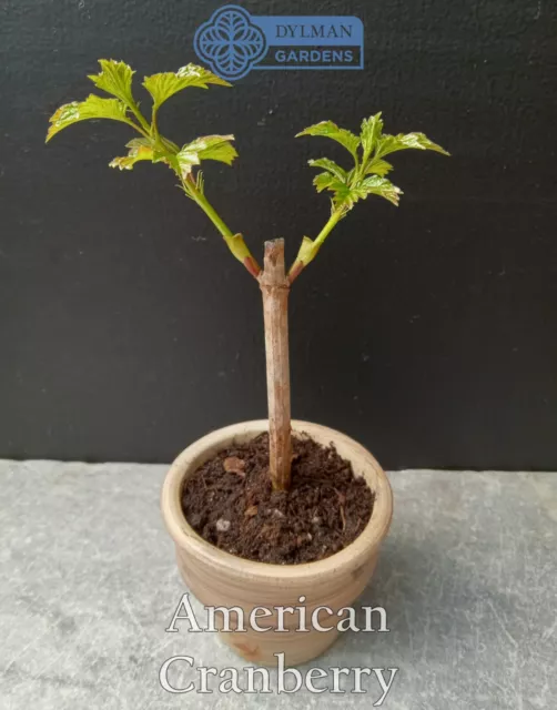 American Cranberry - Viburnum opulus var. americanum - Live Plant 6 to 8 inches 2