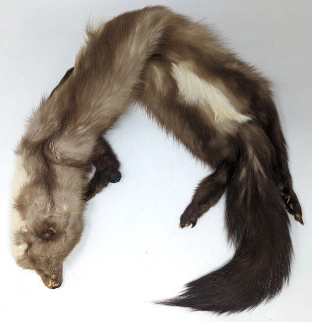 VTG 50s 60s Real Full Body Pelt Sable Fur Boa Warp Scarf Shawl Stole AA23