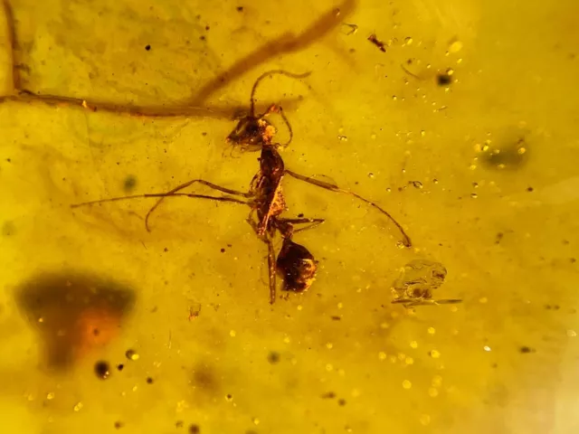 Gran fósil ámbar insecto birmano birmita cretácico fósil hormiga infernal Myanmar 3