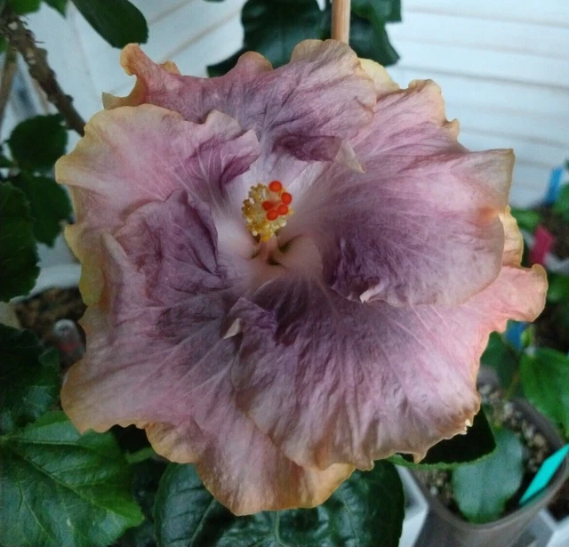 HIBISKUS ROSA SINENSIS Kreuzungspflanze Hibiscus Zimmerpflanze