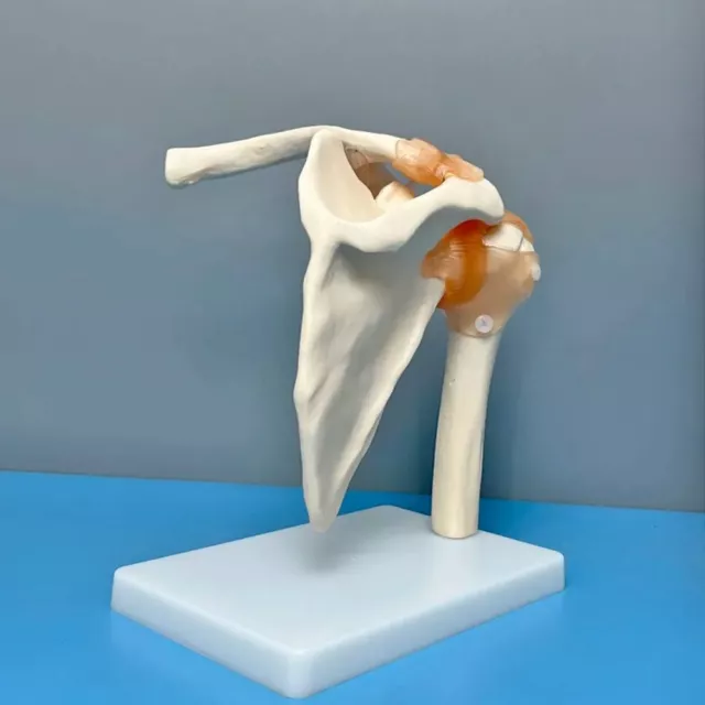 Shoulder Joint Model Simulated Teaching Student Laboratory Medical Equipment