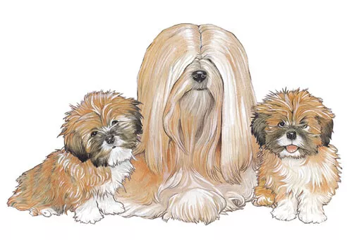 Lhasa Apso Magnet Wooden