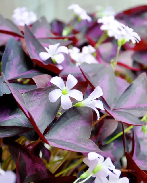 2 x Oxalis Triangularis purpurea bulbs.  Purple Butterfly House Plant Shamrock 3