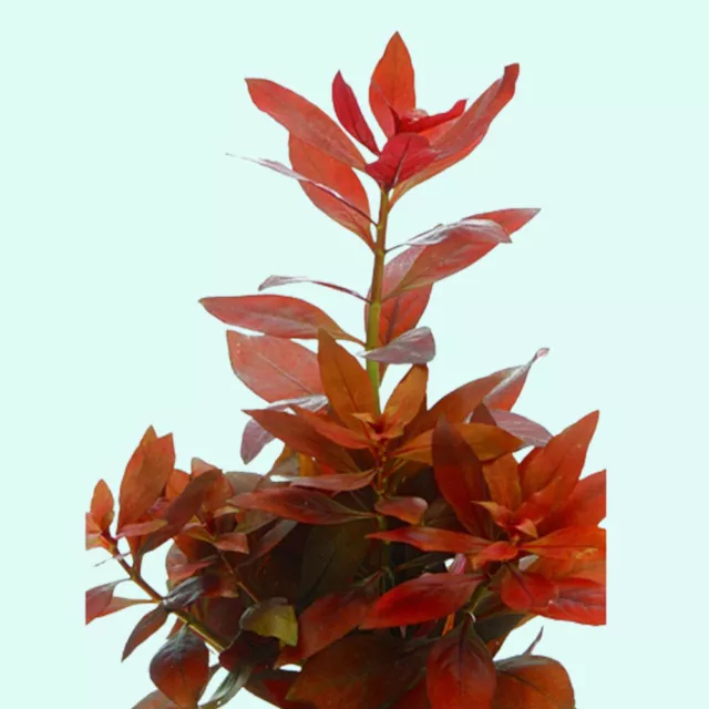 BUY 2 GET 1 FREE Ludwigia Repens (Rubin) Live Aquarium Plants