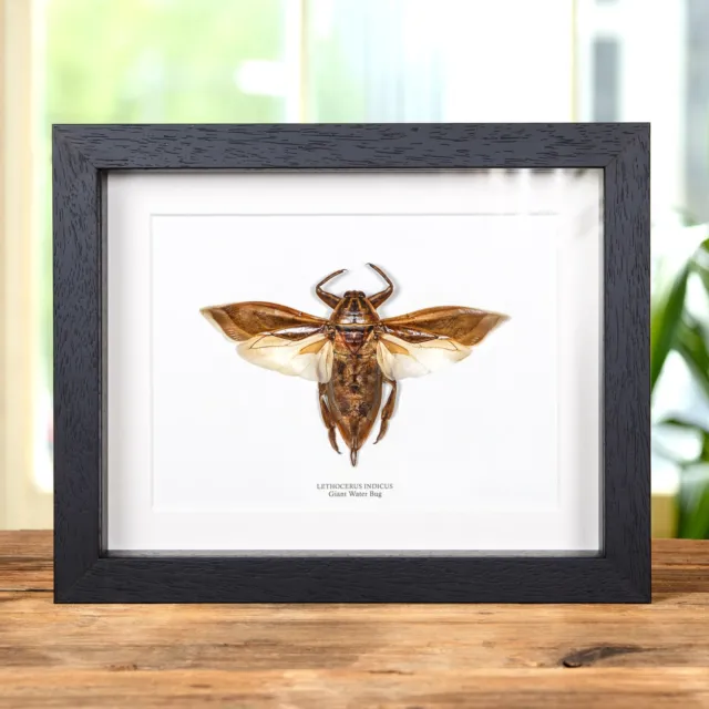 Giant Water Bug Taxidermy In Box Frame (Lethocerus indicus)