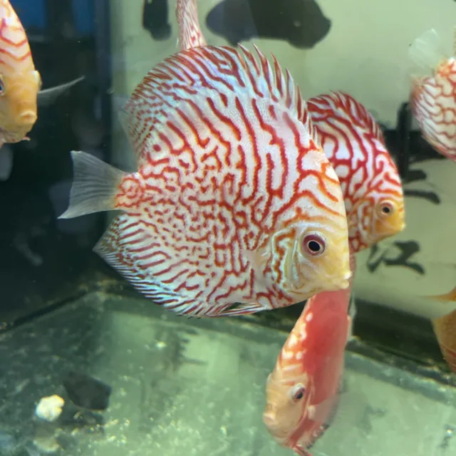 Red pigen Discus 4 Inch Tropical Live Fish