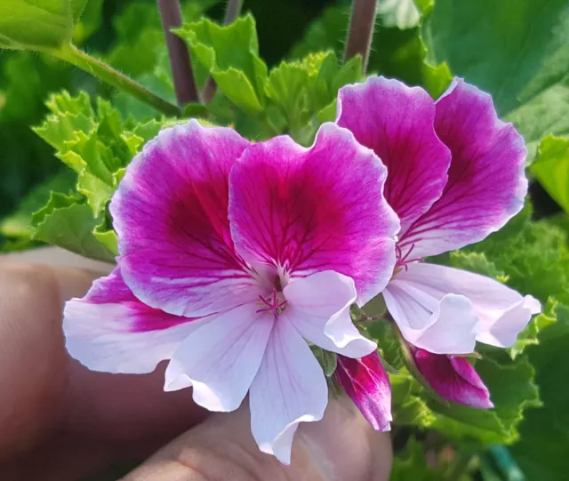 Rose Bengal Angel Pelargonium  x 1 Plant - Rose Scented -  Geranium