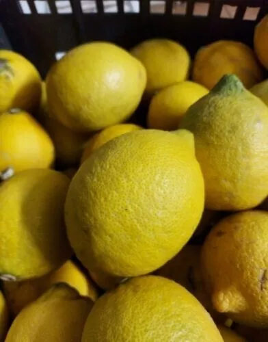 Limoni di Sicilia 10kg Circa Origine:Siracusa BIO NON TRATTATI