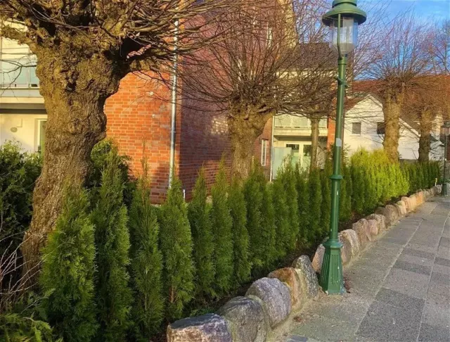 Thuja occidentalis 'Smaragd' - SMARAGD LEBENSBAUM Heckenpflanze 3