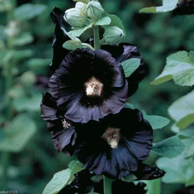 100 Black Hollyhock Seeds Alcea rosea Hollyhock Mallow Garden Flowers