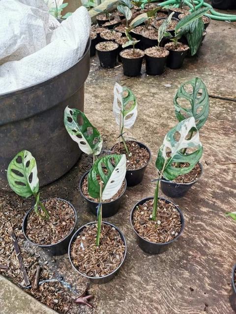 Monstera Adansonii Variegated FOR SALE! - PicClick