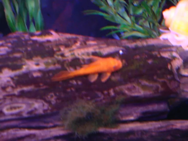 9 Super Red Bristlenose Plecos. Small 1/2"- 1". Plecostomus