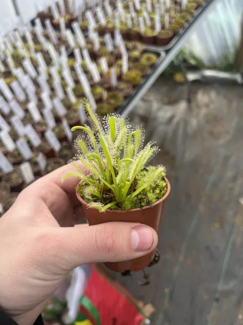 Sundew - Drosera Capensis ‘All Green’