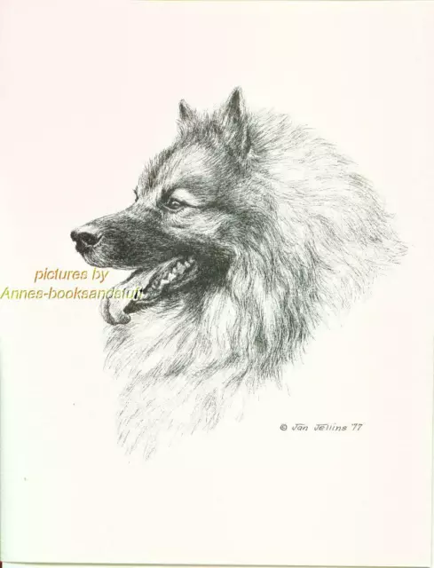 #171 KEESHOND portrait dog art print * Pen and ink drawing by Jan Jellins