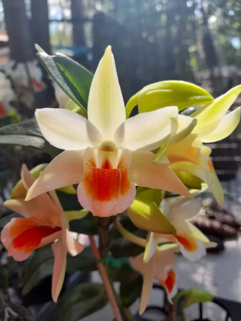 FPOrchids Dendrobium Roogkamol X Den. Dawn Maree