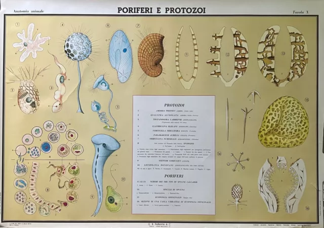 Poriferi Und Protozoi- G.B.Paravia- Poster originale-1969 -tav. X