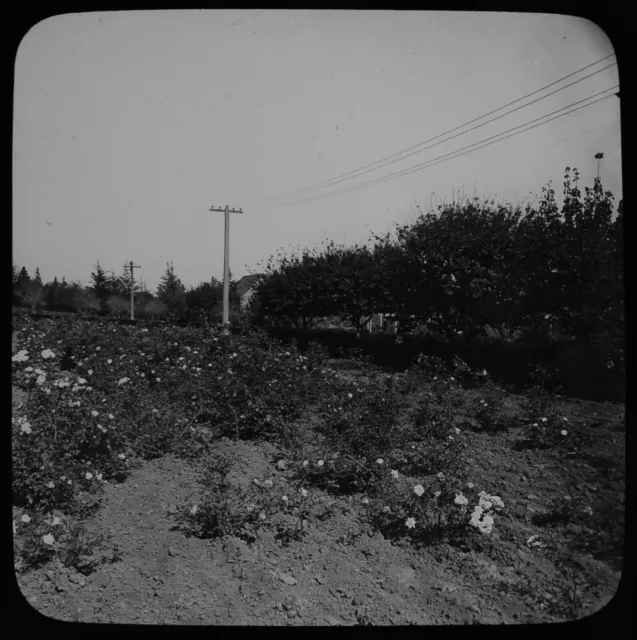 Magic Lantern Slide PASADENA A FIELD OF ROSES C1890  PHOTO USA CALIFORNIA