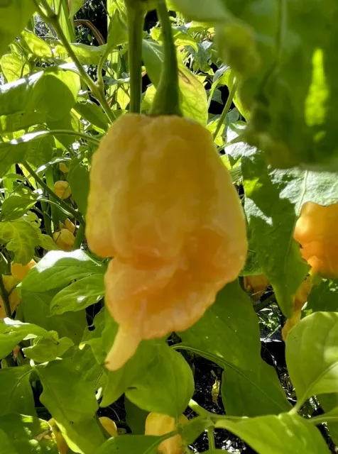 California Scorpion Pepper Seeds