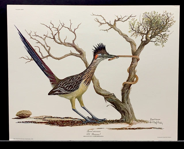 Ray Harm Limited Edition Signed Print “Road Runner” w/Snake Ray Harm Limited Edition Signed Print “Road Runner” w/Snake